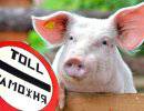 Чумной свинине вход в Беларусь запрещен