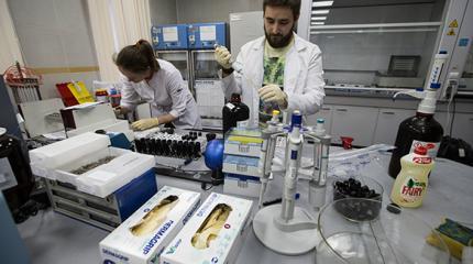 В допинговых скандалах западные шавки еще не раз укусят Россию В допинговых скандалах западные шавки еще не раз укусят Россию