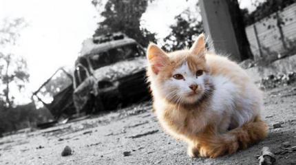 Как я ездила в Донбасс помогать своим. Дневник рижанки