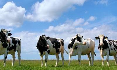 Новое раскулачивание. Чем крестьяне мешают правительству?