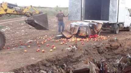 Санкционные продукты: уничтожена крупная партия польских яблок