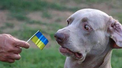 CNN: Запад устал от Украины CNN: Запад устал от Украины