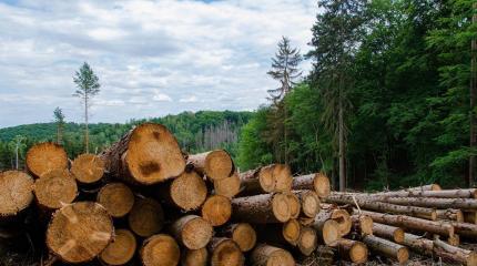Европе нужен украинский лес, мнение украинского народа Брюссель и Киев не интересует Европе нужен украинский лес, мнение украинского народа Брюссель и Киев не интересует
