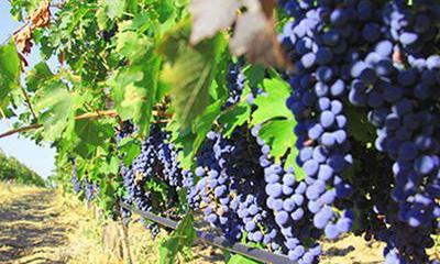 В Крыму возрождается виноградарство