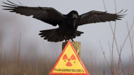 Рада передала боевикам нацгвардии контроль над ядерными установками и ядерными материалами