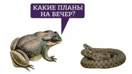 Прозрения? А выглядит как половые акты жаб с гадюками Прозрения? А выглядит как половые акты жаб с гадюками