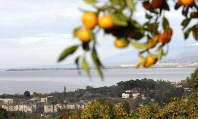 Договор с запахом лучших мандаринов Договор с запахом лучших мандаринов