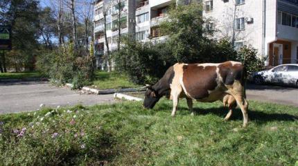 Кого коснутся ограничения на поголовье домашнего скота