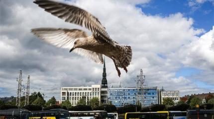 Берег Рижского залива разбил иллюзии России Берег Рижского залива разбил иллюзии России