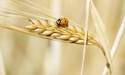 Сохранить чистоту: Россия должна объявить вечное эмбарго ГМО