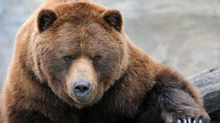 Русские медведи лишают сна британских дипломатов Русские медведи лишают сна британских дипломатов