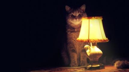Зачем Банковая постит котиков? Зачем Банковая постит котиков?