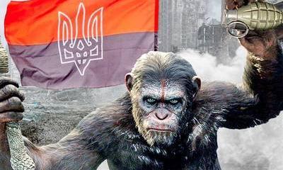 Это Украина: мордобой в горсовете и другие развлечения Homo rogulus