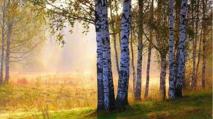 Природа патриотизма Природа патриотизма