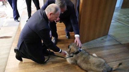 «Путин, убирайся»: как в Сербии встречали главу России «Путин, убирайся»: как в Сербии встречали главу России
