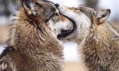 Украинская весна: волки от испуга кушают друг друга