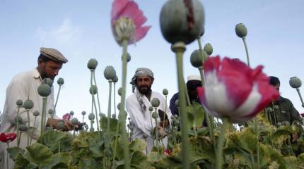 Сбор средств на джихад. С сирийской нефти на афганскую дурь Сбор средств на джихад. С сирийской нефти на афганскую дурь