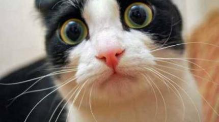 Кот Пампух как свидетель обвинения