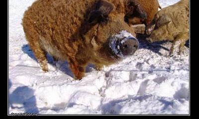 «Получается пожизненная чрезвычайная ситуация»