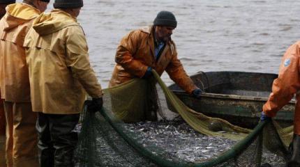 Черноморские шпроты добывают под российским флагом в Крыму