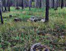Власти "бессильны" в защите леса Власти "бессильны" в защите леса