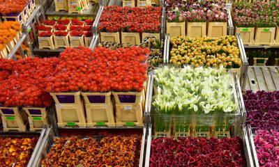 Россия готова запретить поставку цветов из Нидерландов