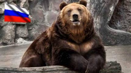 Как появился "Русский медведь" Как появился "Русский медведь"