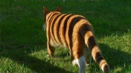 Статусный цирюльник с «Эха Москвы»