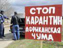 Чума уничтожает российское свиноводство