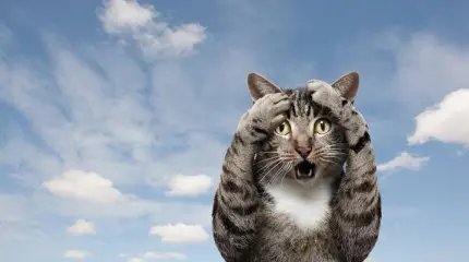 НАТО-кот и русский тапок НАТО-кот и русский тапок