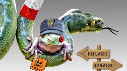 Украинский вопрос вызывает всё большее раздражение польского истеблишмента