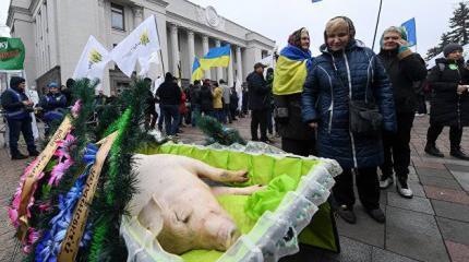 Кому выгодна дохлая украинская свинья Кому выгодна дохлая украинская свинья