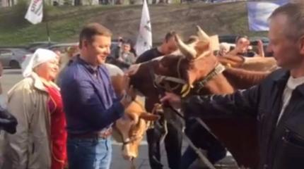 Ляшко вышел на акцию протеста к зданию правительства с коровами Ляшко вышел на акцию протеста к зданию правительства с коровами