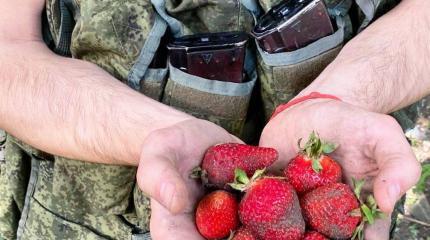 В сказках укров военные РФ отказались от изнасилований в пользу клубники В сказках укров военные РФ отказались от изнасилований в пользу клубники
