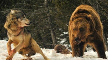 Немного сарказма на фоне событий года уходящего Немного сарказма на фоне событий года уходящего