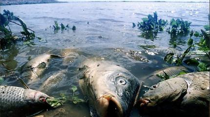 Прямая дорога в ад: «горячий» океан, грязный воздух и супербактерии