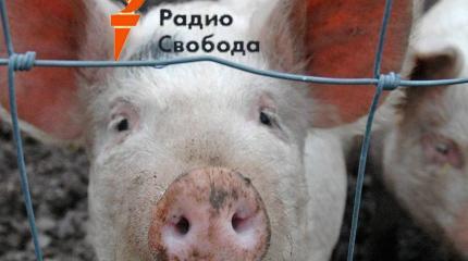 «Радио Свобода», биолаборатории и африканская чума свиней в Сибири