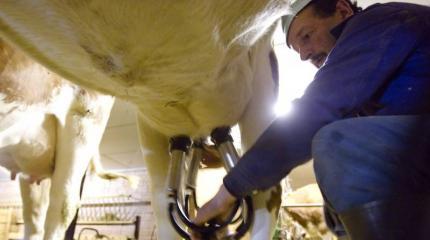 Европейские фермеры опасаются кризиса после отмены квот на производство молока Европейские фермеры опасаются кризиса после отмены квот на производство молока