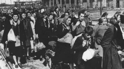 О послевоенной депортации немцев из Польши и о польских фашистах О послевоенной депортации немцев из Польши и о польских фашистах