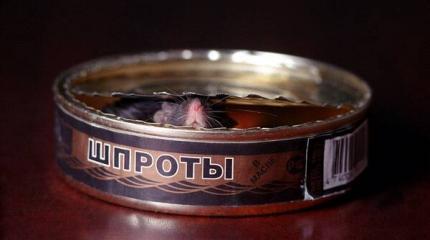 Новость из банки шпрот Новость из банки шпрот
