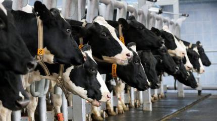Российские санкции ударили по европейским перевозчикам Российские санкции ударили по европейским перевозчикам