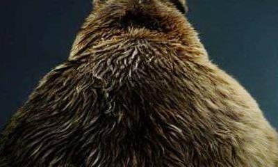 Чего ждет Россия?