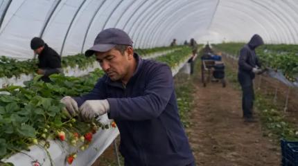 От России к Британии: жители Средней Азии массово меняют пути миграции