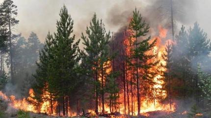 Владелец сафари-парка «Тайган» пожалел, что Сибирь не отошла немцам