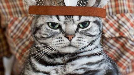 Котики и индейцы угрожают национальной безопасности Украины Котики и индейцы угрожают национальной безопасности Украины