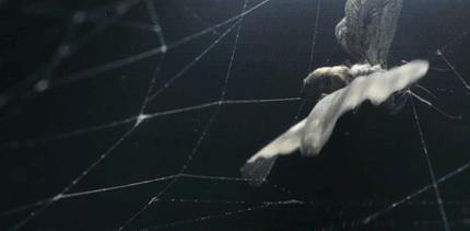 16 апреля на Украине и в России - в огороде Бузина, а в Киеве дядька?