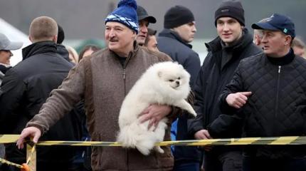 Зеленский обзавидовался пёсику у ног Лукашенко — и был прав