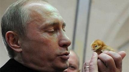Выборы имени Путина – лев против кроликов, брошенных ему на съедение Выборы имени Путина – лев против кроликов, брошенных ему на съедение