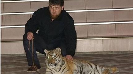 Бумажный тигр Кадыров – зачем власть делает из него грозу России? Бумажный тигр Кадыров – зачем власть делает из него грозу России?