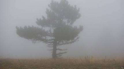 Полуостров грез